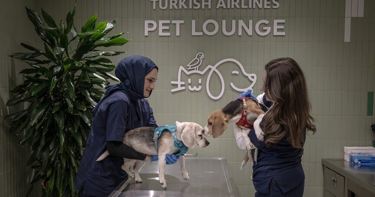 THY'den evcil hayvanlara özel salon hizmeti