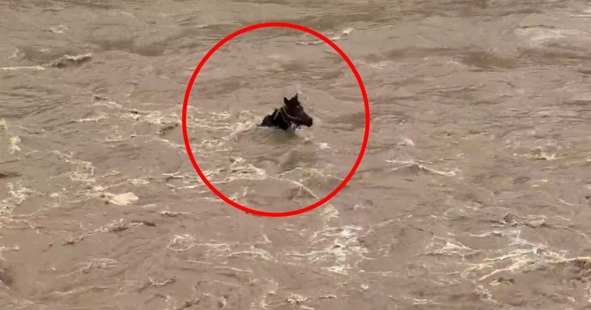 Bingöl'de Peri Çayı'nda akıntıya kapılan at kurtuldu