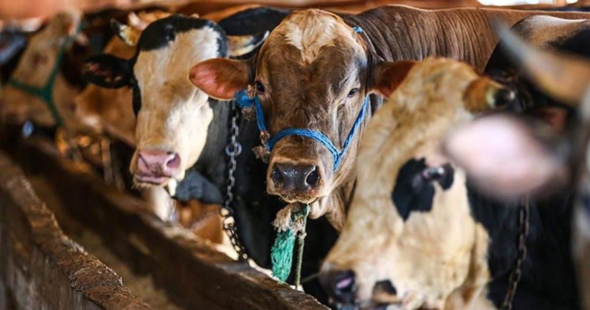 İstanbul'a kurbanlık hayvan girişleri başladı