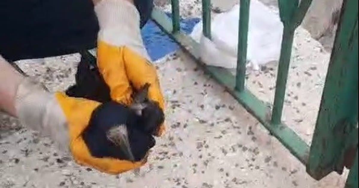 Baba ve oğlu poşete dolanan kargayı kurtardı