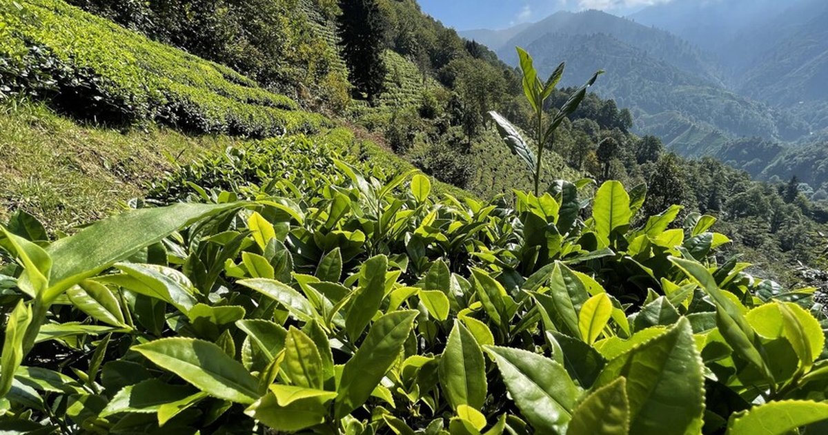 ÇAYKUR'da 2026 yaş çay kampanyası yarın start alıyor