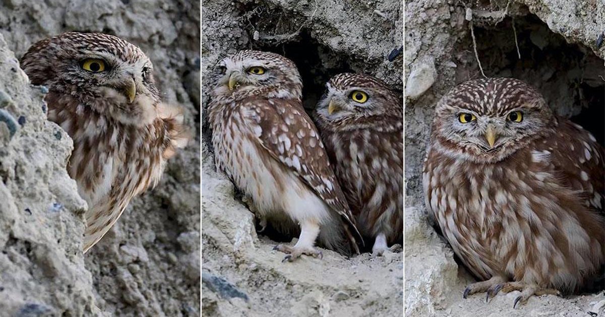 Erzincan'da kukumav kuşu görüntülendi