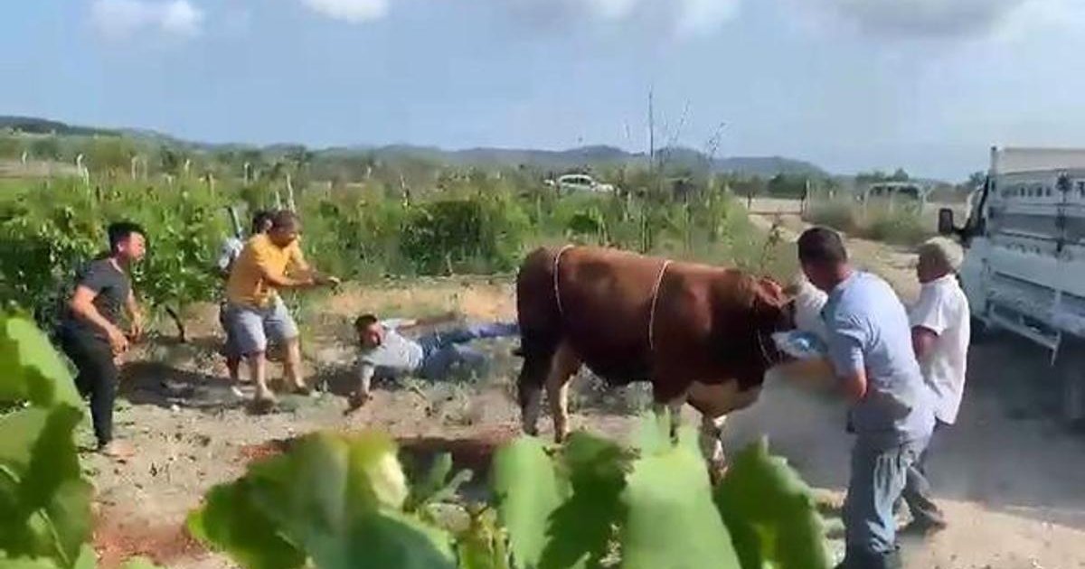 Bayramda Firari Kurbanlıklar: Kaçışlar ve Kovalama Anları