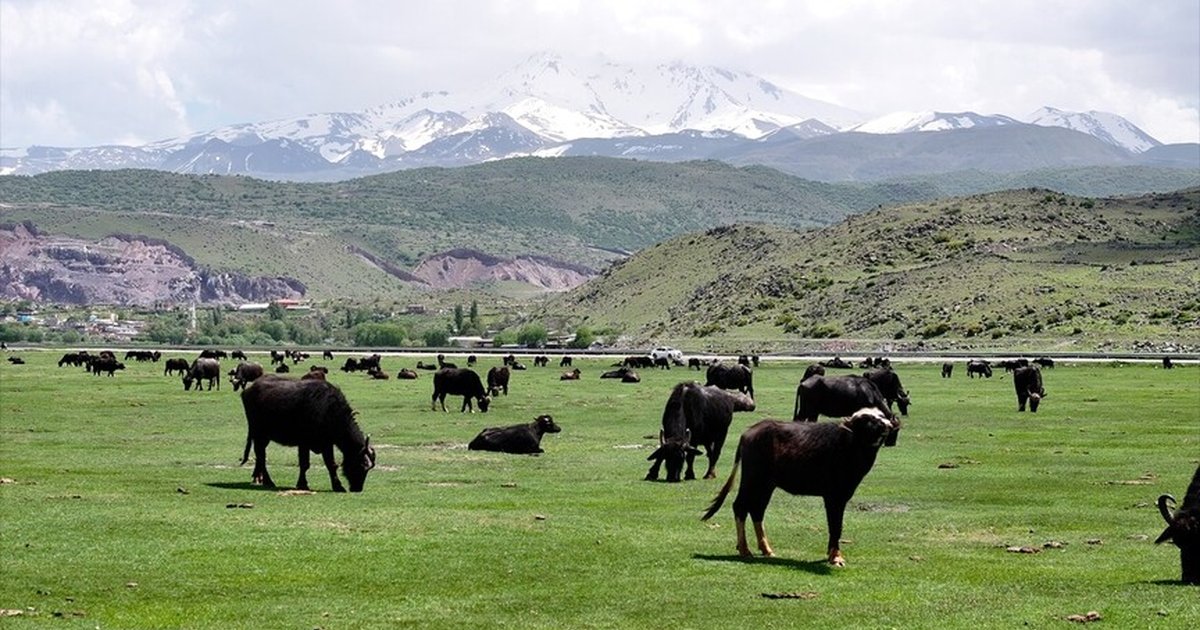 Erciyes'in meralarında manda sayısı arttı