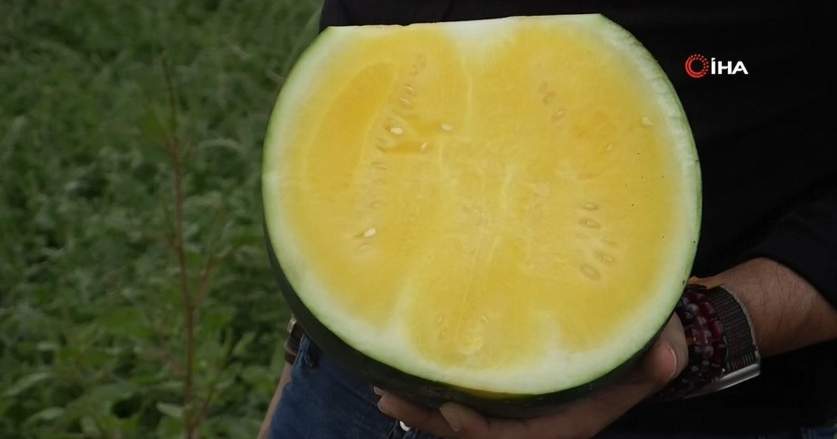 Kabuğu yeşil içi sarı karpuz hasadı