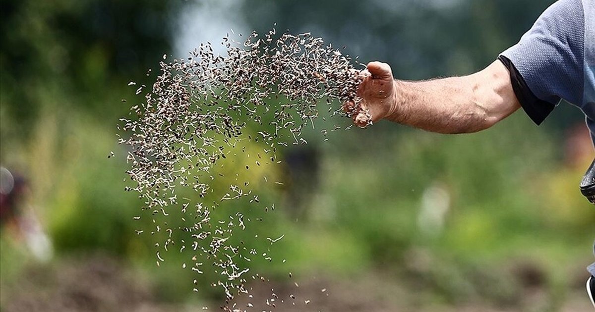 Türkiye'nin sertifikalı tohum ihracatı 8 kat arttı