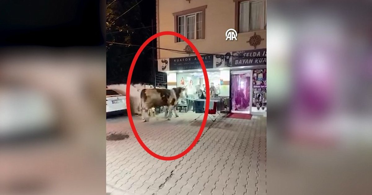Sultanbeyli'de Kaçan Kurbanlık Tosun Panik Yarattı