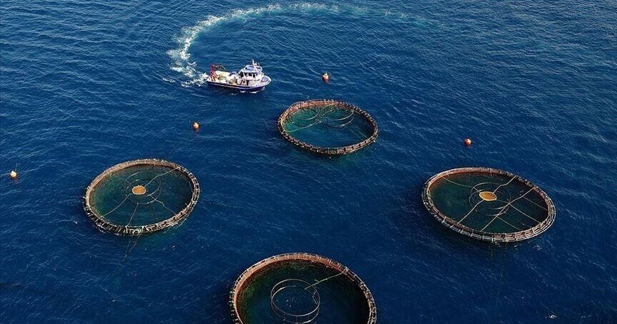 Doğu Karadeniz'in su ürünleri ihracatı 73,7 milyon doları aştı
