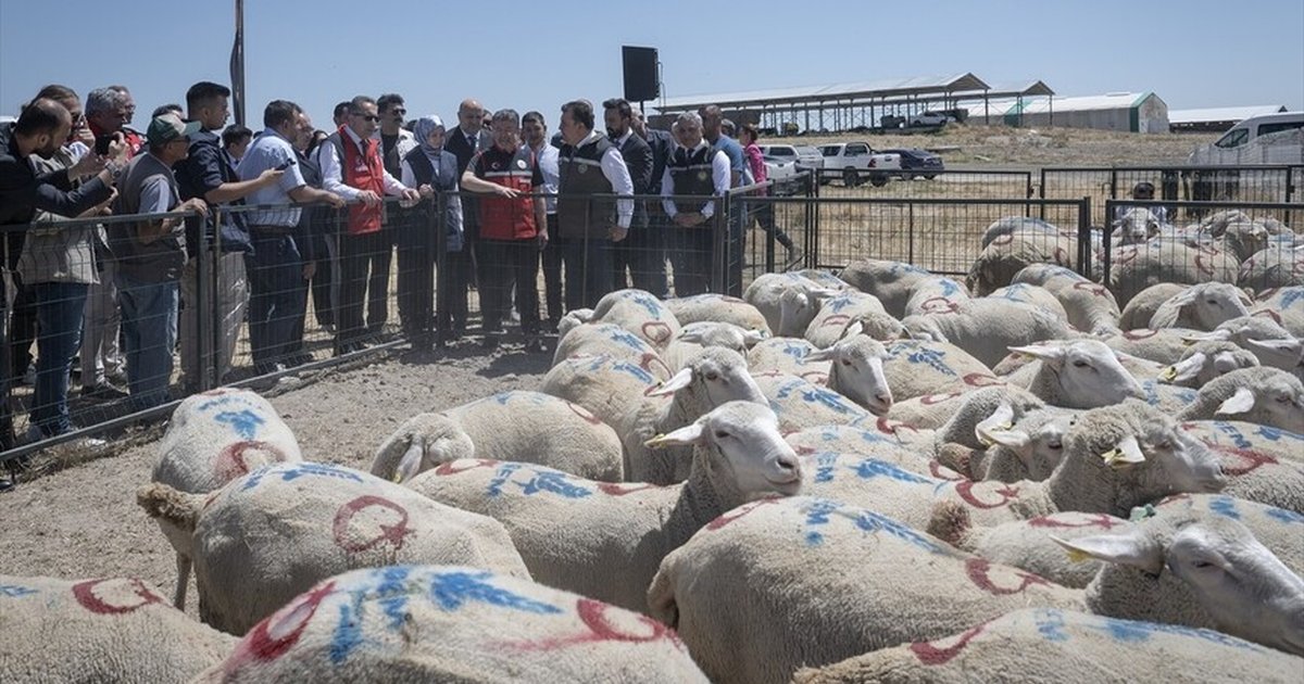Kırsalda Bereket Küçükbaşa Destek Projesi İlk Etap Teslimatları
