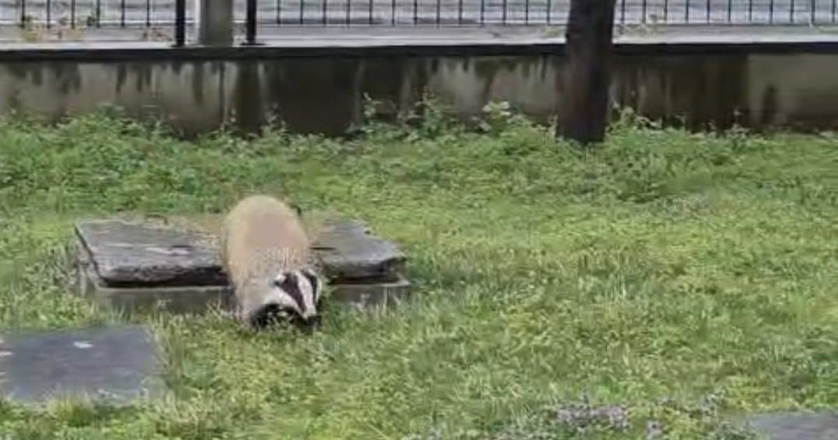 Trabzon'da porsuk paniği: Site bahçesinde mahsur kaldı