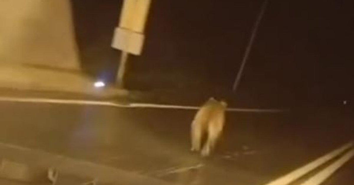 Giresun'da tünele giren ayı paniği