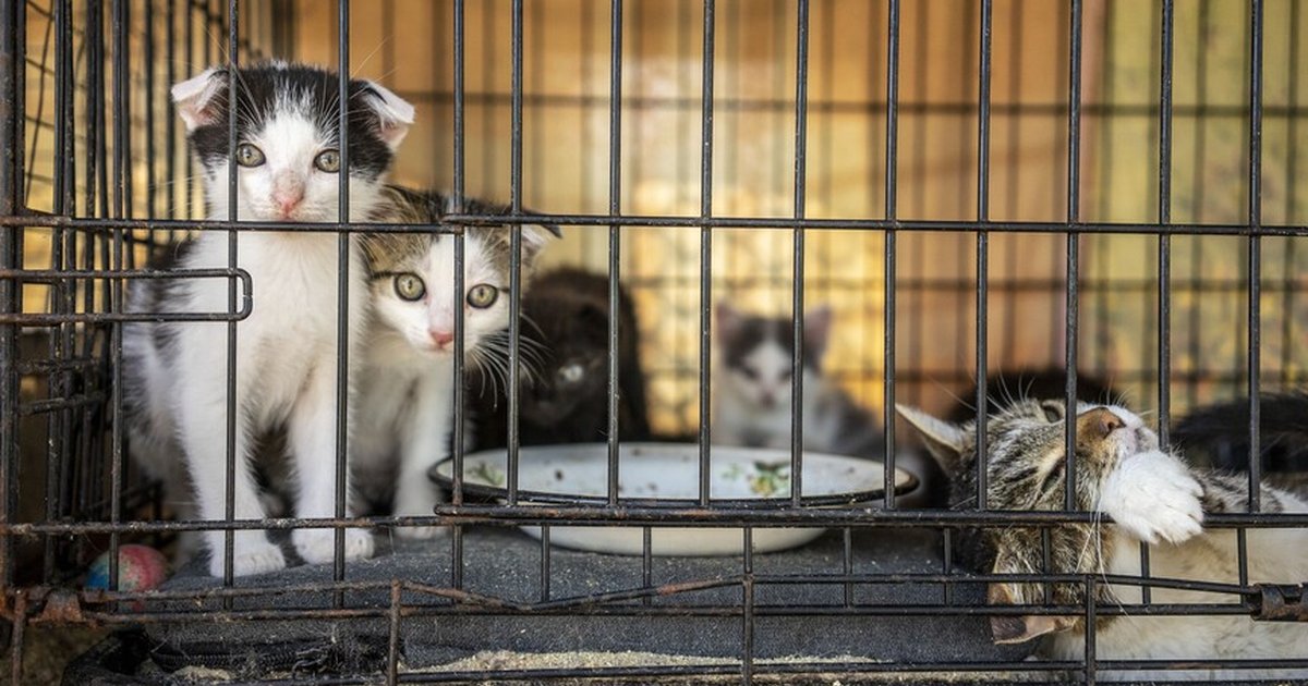 Vietnam'da 400'den fazla kedi kurtarıldı