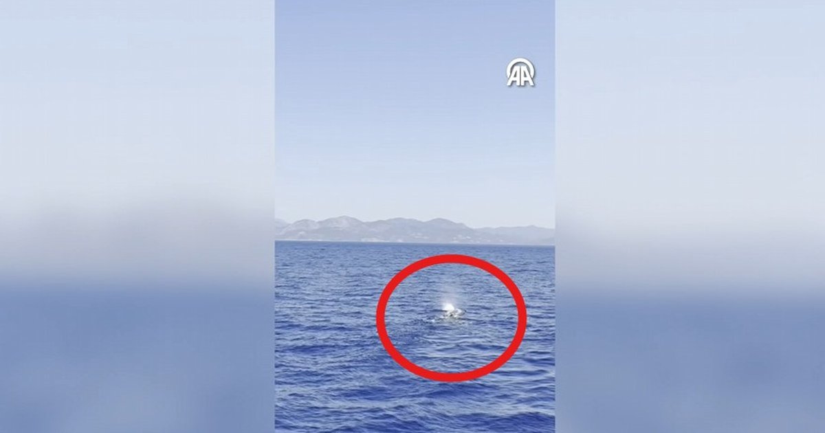 Fethiye'de balina avı