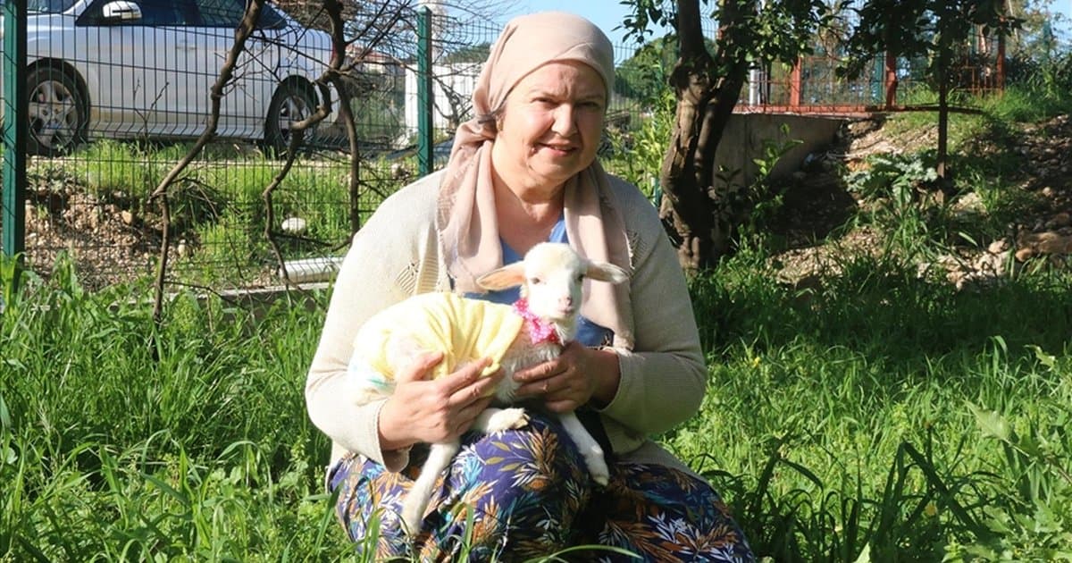 Antalya'da Kadın Üçüz Doğan Kuzulardan Birini Bebek Gibi Büyütüyor