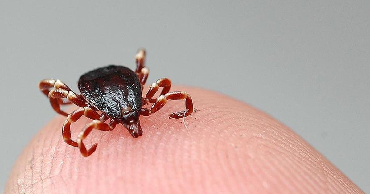 Kastamonu'da kene yapıştı, İstanbul'da KKKA'dan öldü