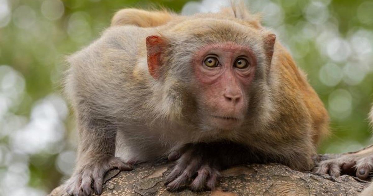 Tayland'da evcil maymun 7 yaşındaki çocuğu öldürdü