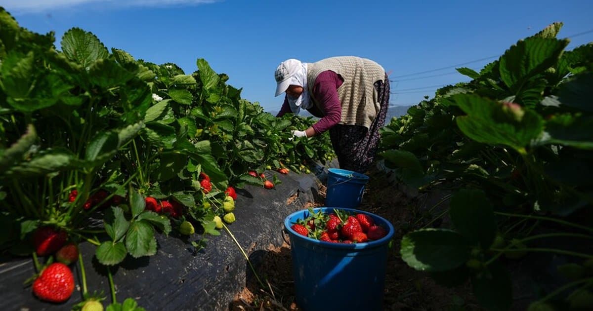 Bakan Yumaklı'dan Tarım Destekleri Açıklaması