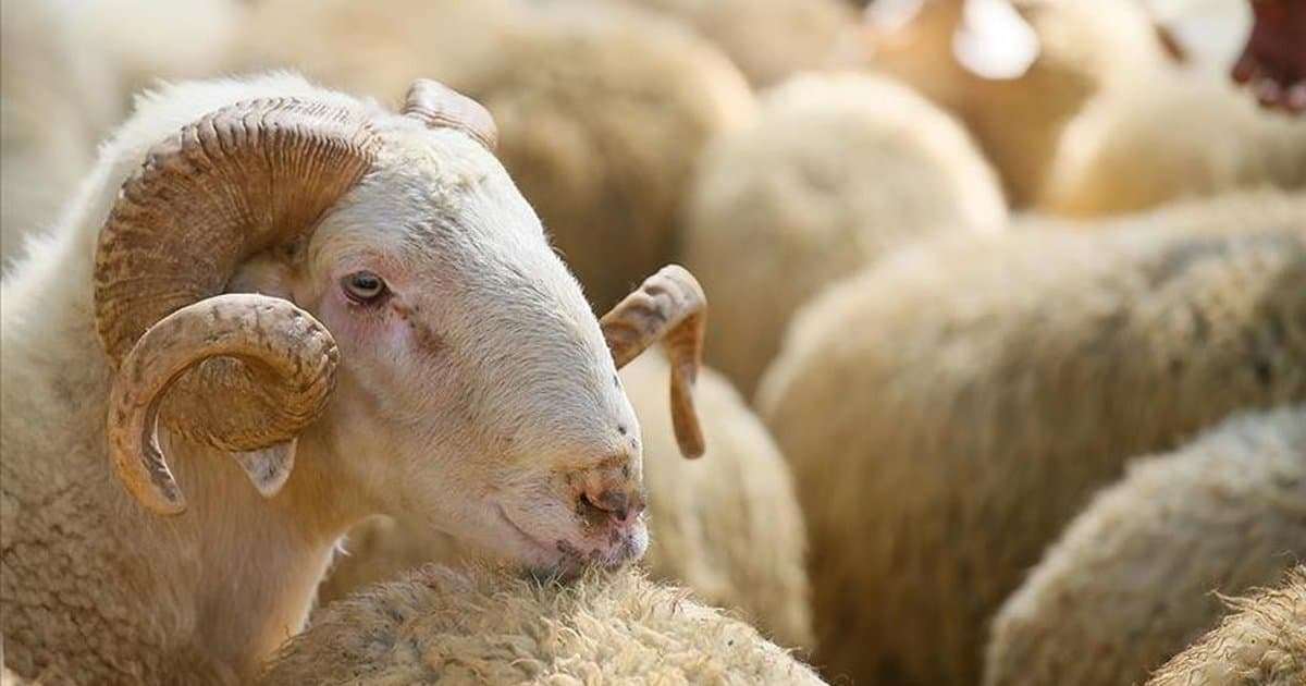 Kurban Bayramı ne zaman, 9 gün tatil olacak mı?