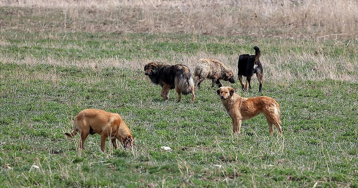 Saray belediye başkanına soruşturma izni