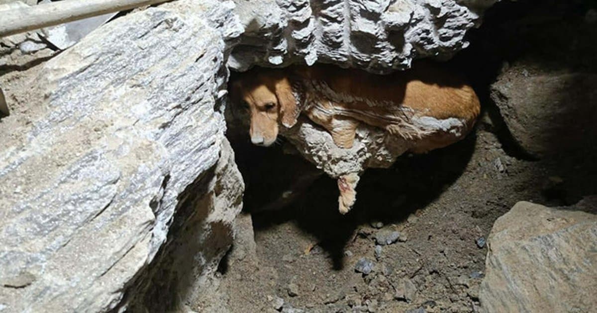 Kuşadası'nda köpek beton mahsur kaldı, 7 saatte kurtarıldı