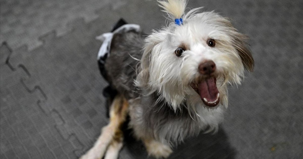 Engelli köpek Yumoş'un iyileşme süreci