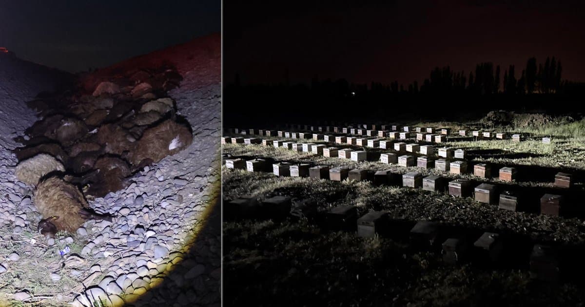 Iğdır'da arı saldırısı: 400 koyun öldü