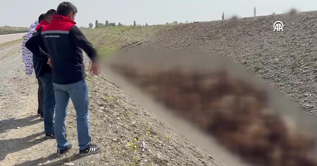 Iğdır'da koyun sürüsüne arı saldırısı: Binlerce koyun öldü