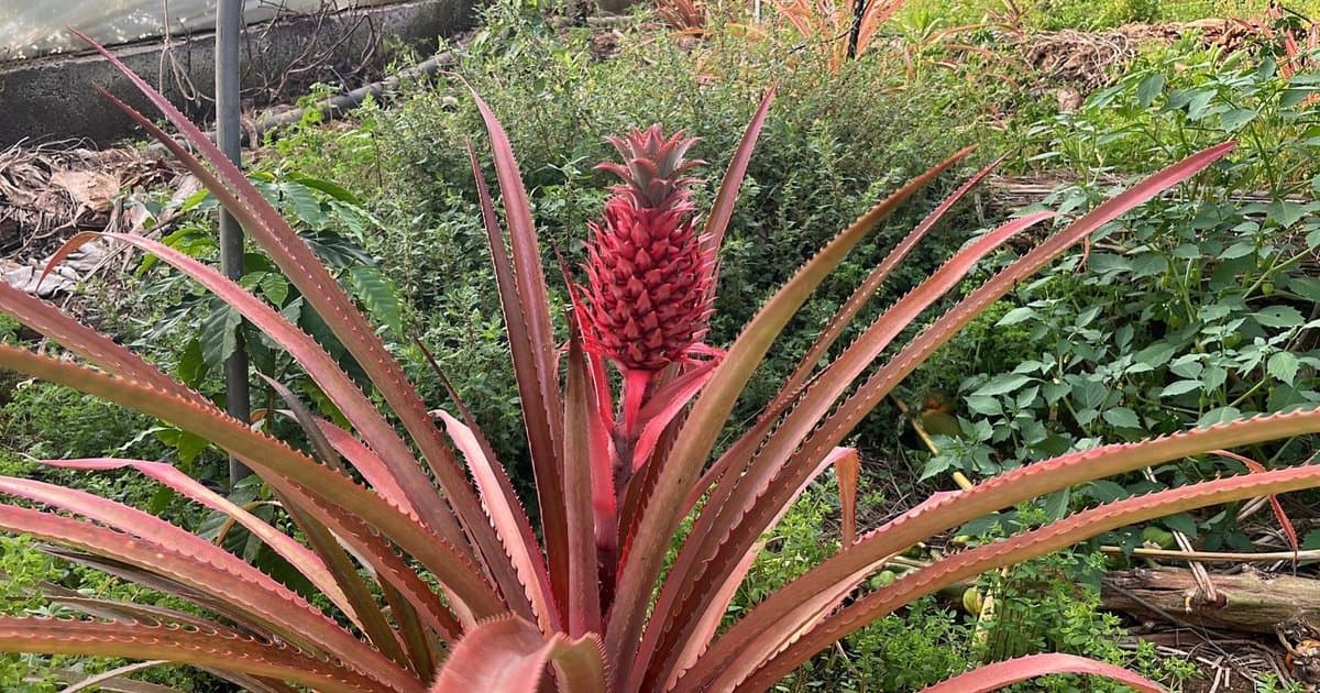 Antalya'da Ananas Üretimi Başlıyor