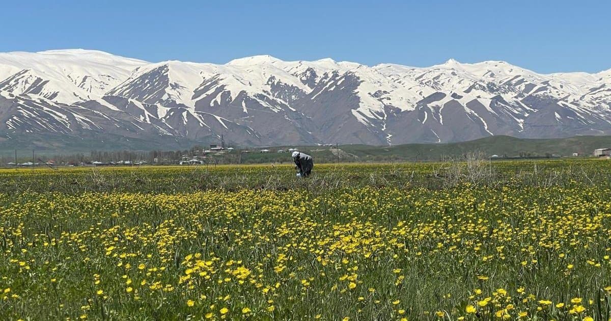 Yüksekova baharla sarı renge büründü