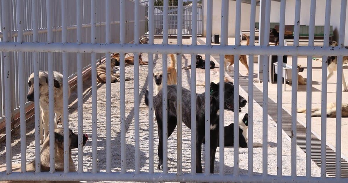 Konya'da köpek ısırması: Sahibe 108 bin lira ceza
