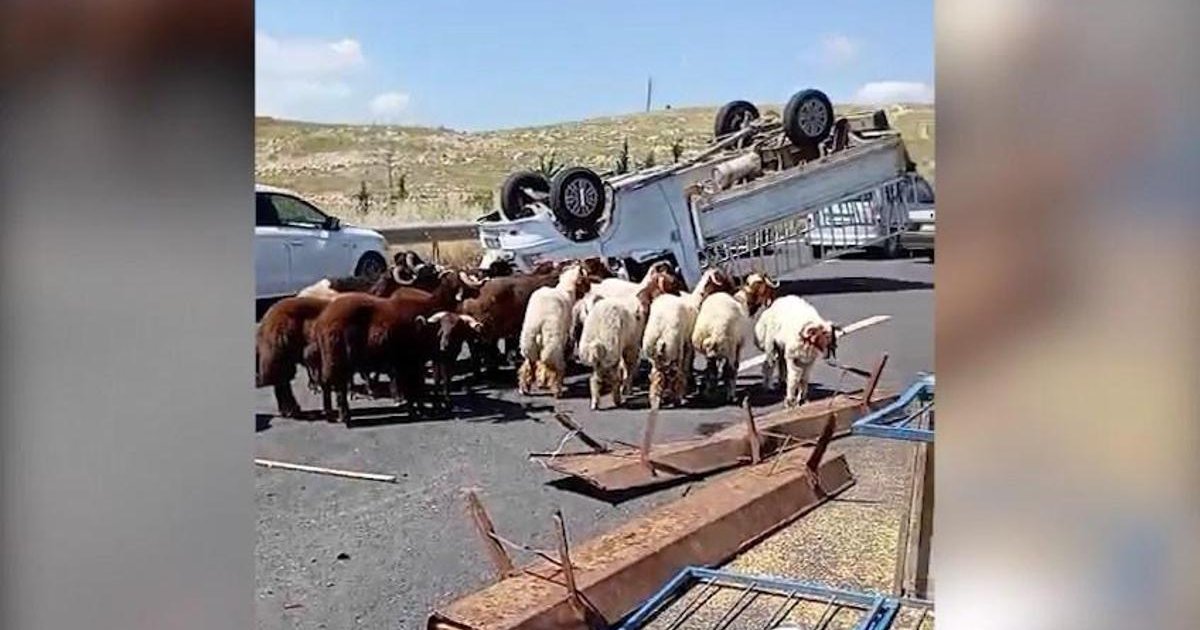Kurbanlık koyun yüklü kamyonet devrildi: 1 ölü