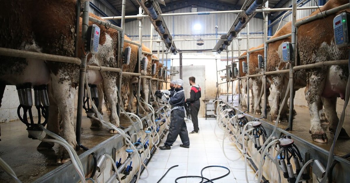 Süt üreticilerine 6 yılda 24,6 milyar lira destek