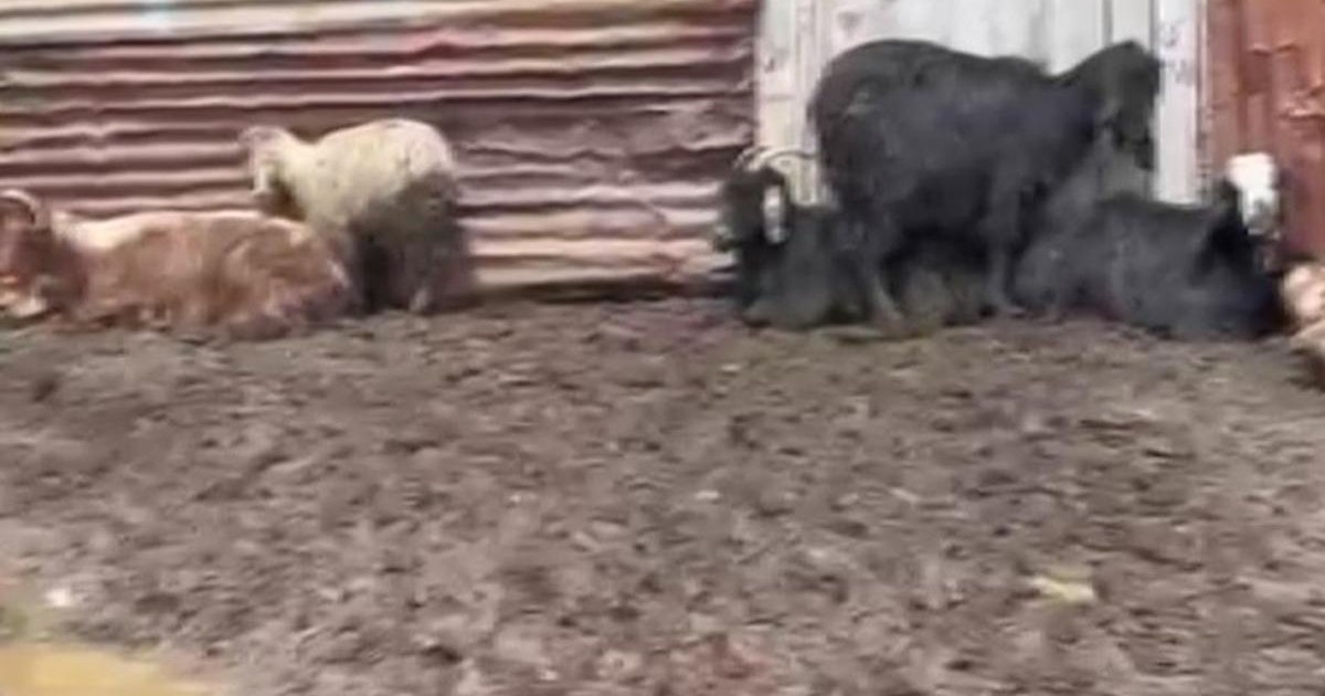 Adana'da 76 koyun ve keçi aniden öldü! Ölümlerin sebebi ne?