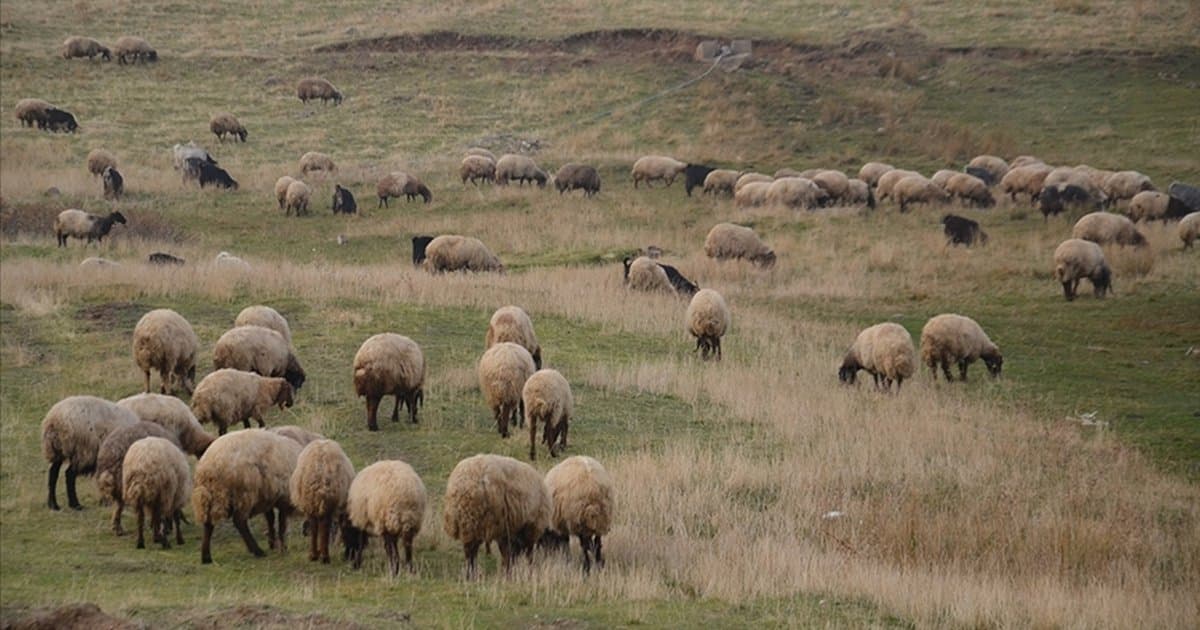 Küçükbaş hayvancılığa destek projesi hayata geçiyor