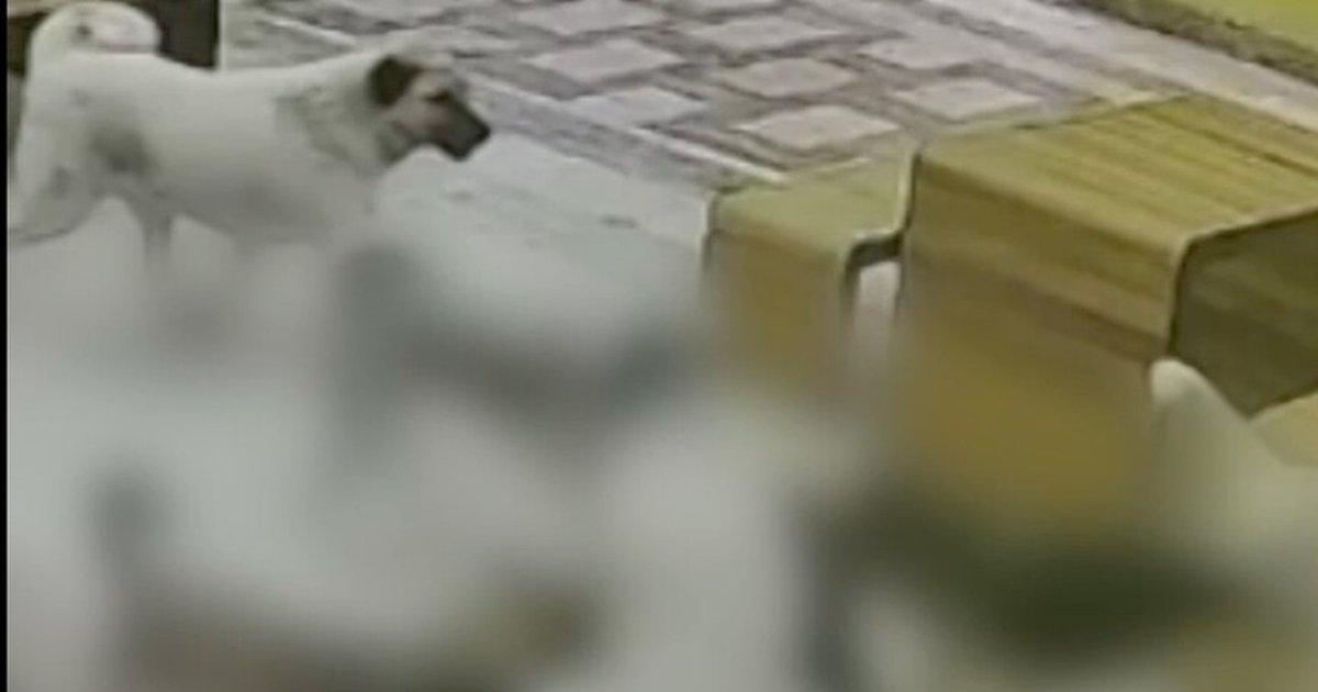 Hatay'da köpeklerin kediye saldırısı güvenlik kamerasında
