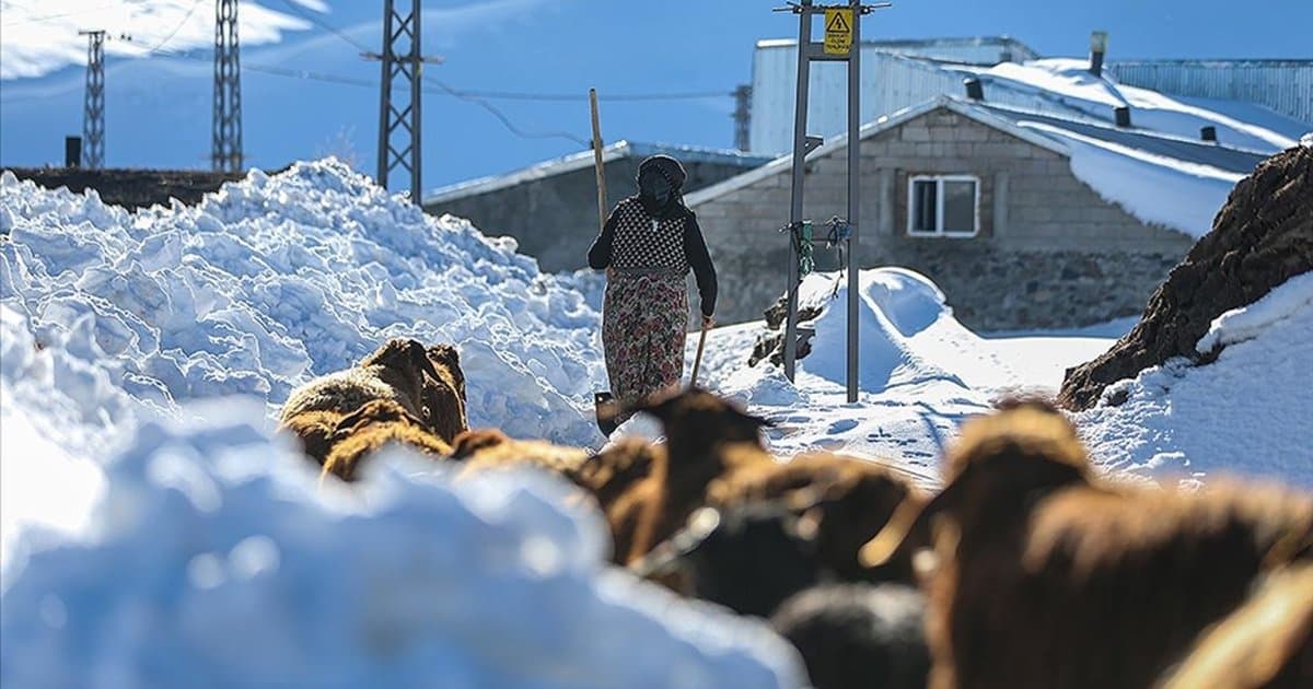 Erzurum'da besiciler kar ve soğukla mücadele ediyor