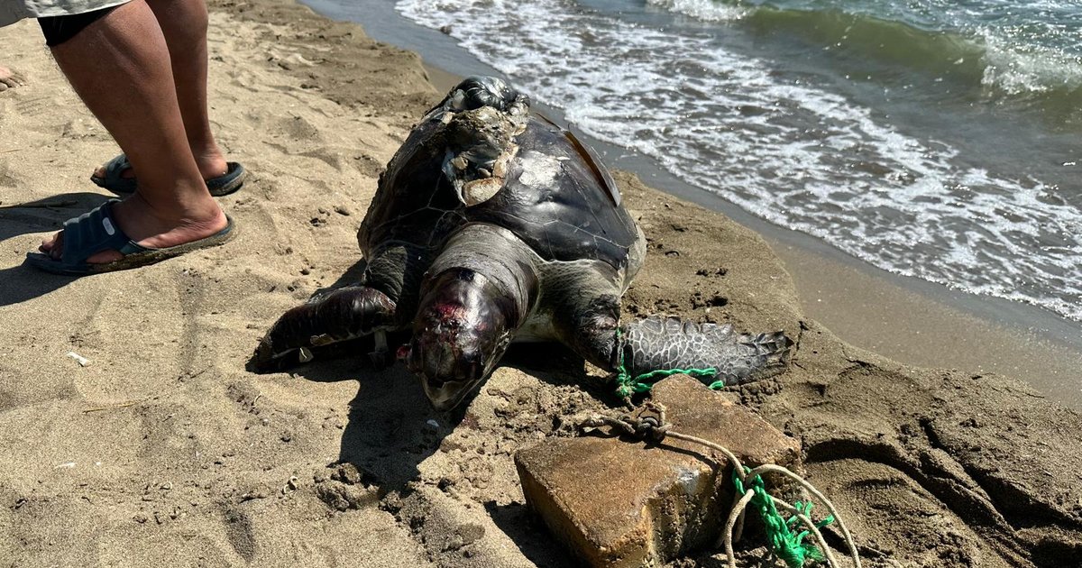İzmir'de deniz kaplumbağası ölü bulundu