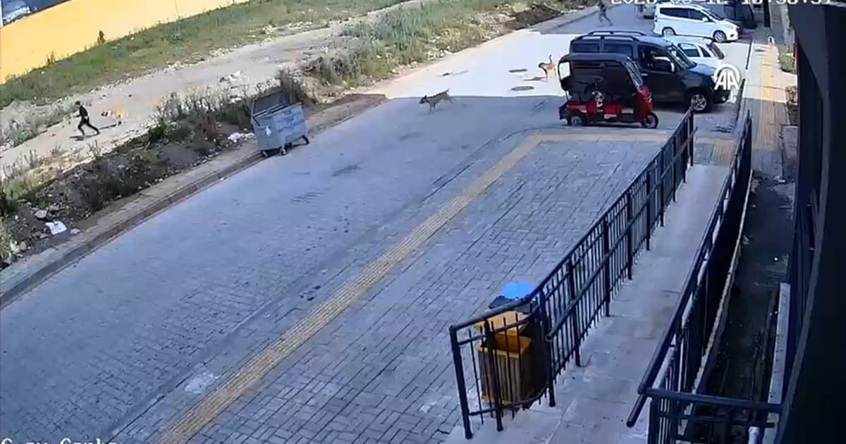 Hatay'da sahipsiz köpekler 7 yaşındaki çocuğu kovaladı