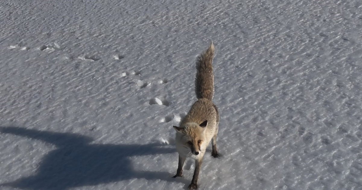 Tilkinin Drone Tepkisi