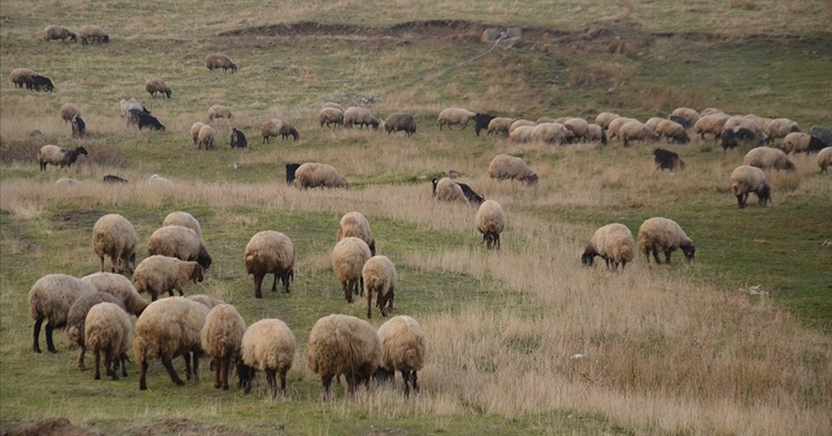 Küçükbaş hayvancılığa destek projesi hayata geçiyor
