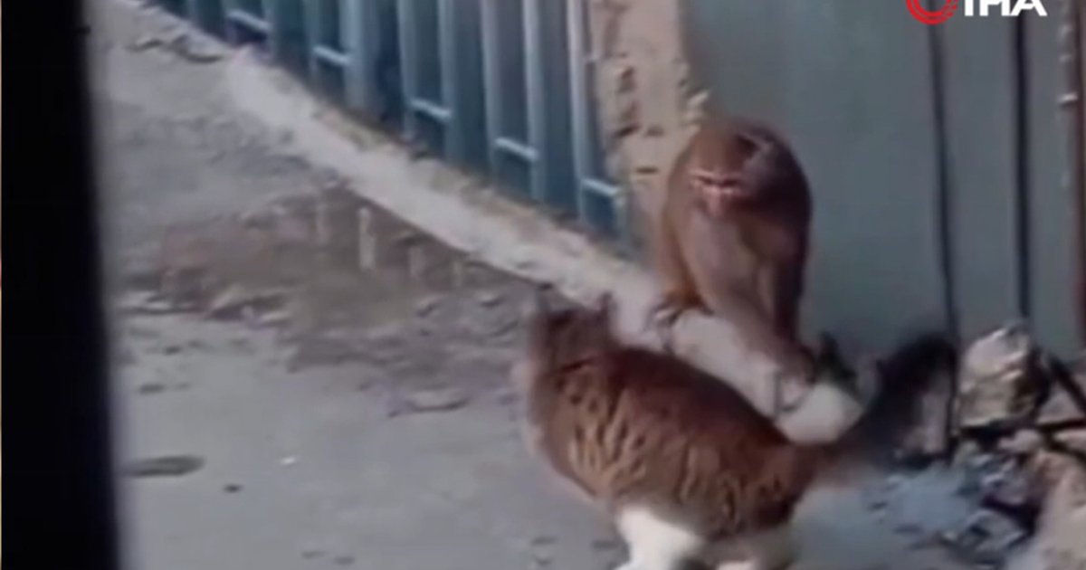 Fikirtepe'de Kaçak Maymun Paniği: Rhesus Makak Türü Maymun İş Yerinden Kaçtı