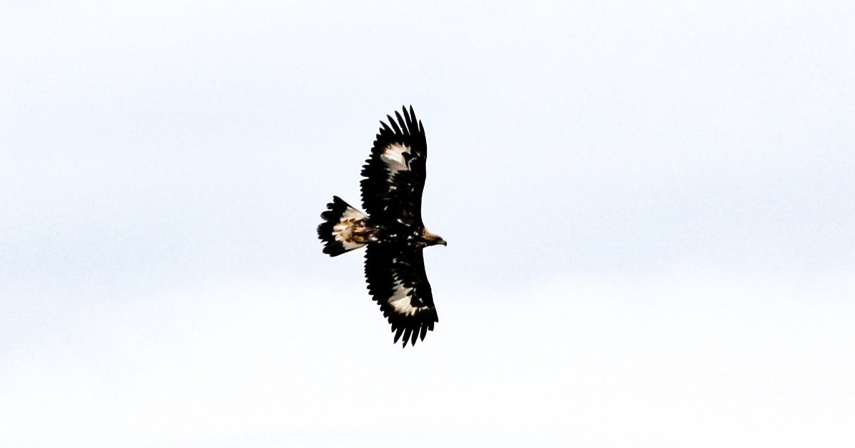 Kaya Kartalı Iğdır'da Görüntülendi: 320 km/h Hızla Uçuyor