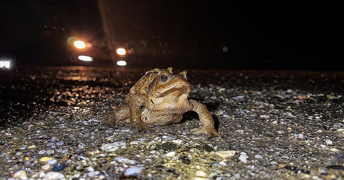 Kütahya'da kurbağaların 5 bin yıllık üreme göçü
