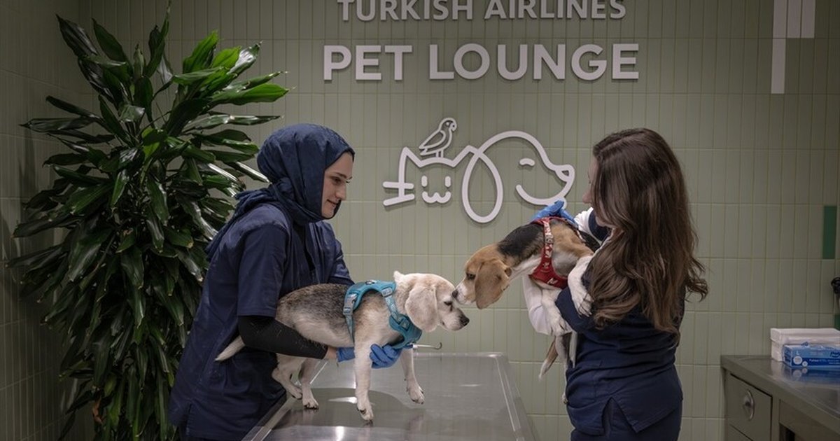 THY'den evcil hayvanlara özel salon hizmeti