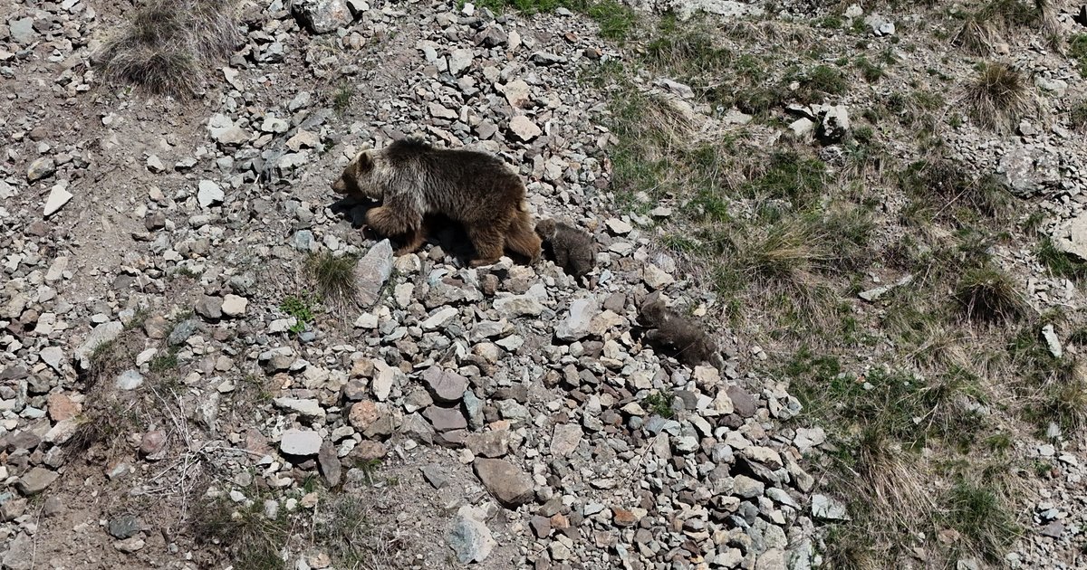 Erzurum Oltu'da bozayı ve yavruları görüntülendi