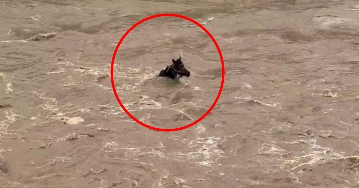 Bingöl'de Peri Çayı'nda akıntıya kapılan at kurtuldu