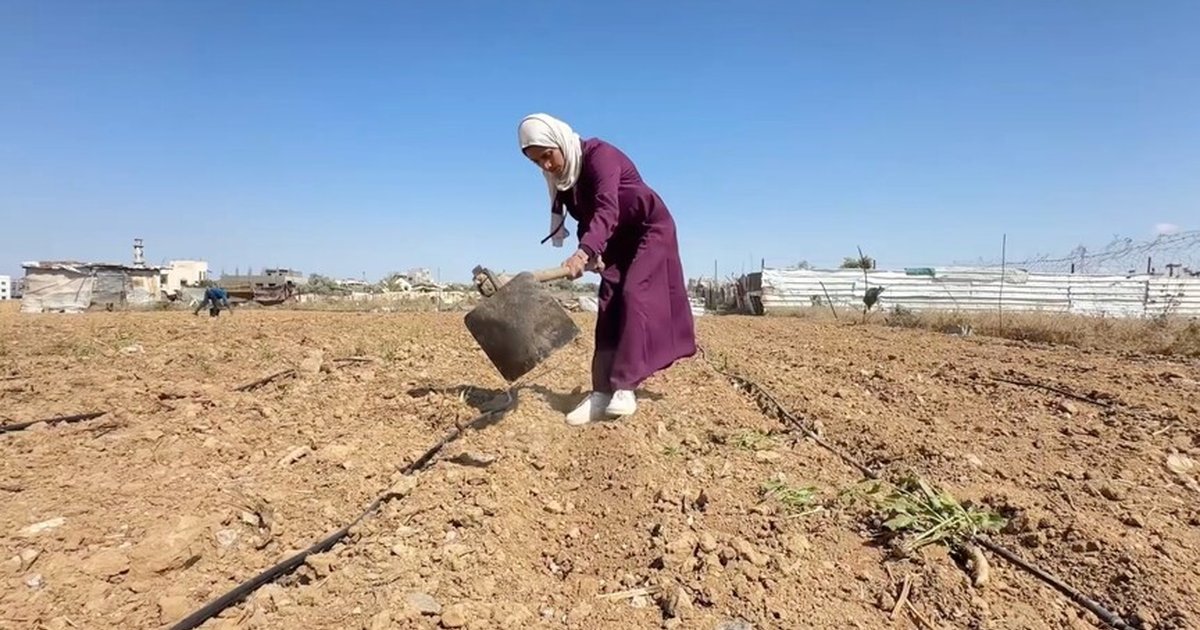 Gazzeli genç kadın toprağını ayakta tutmaya çalışıyor