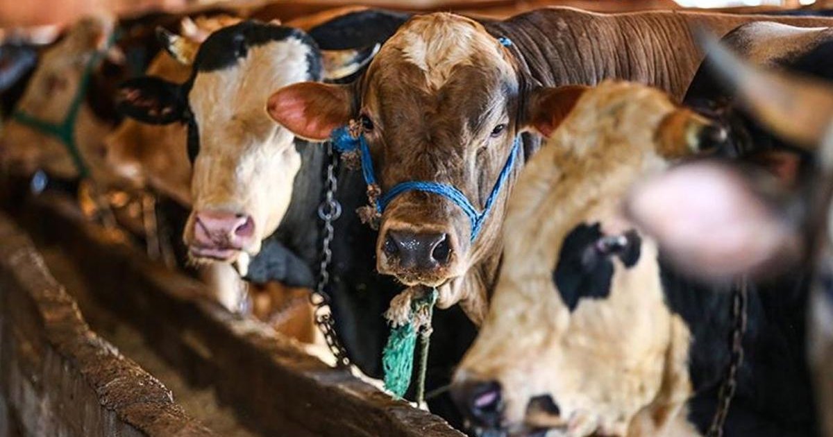 İstanbul'a kurbanlık hayvan girişleri başladı