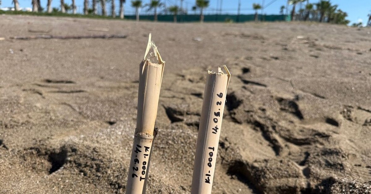 Antalya'da caretta carettalar yumurta bırakmaya başladı