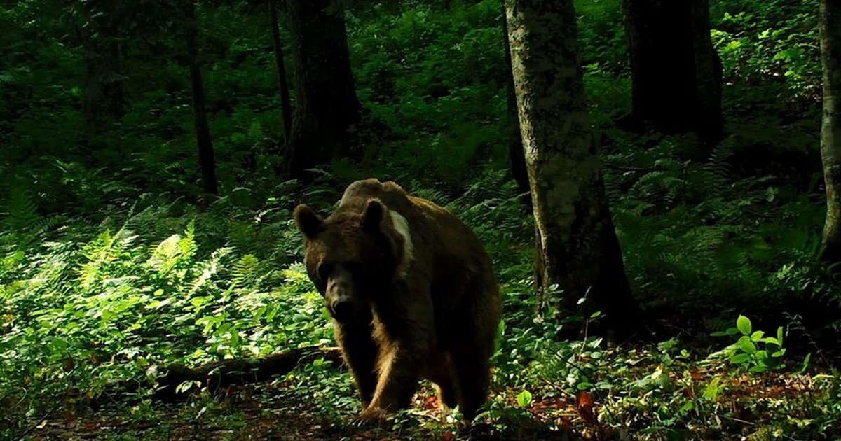 Japonya'da ayı saldırıları sonrası nüfus araştırması